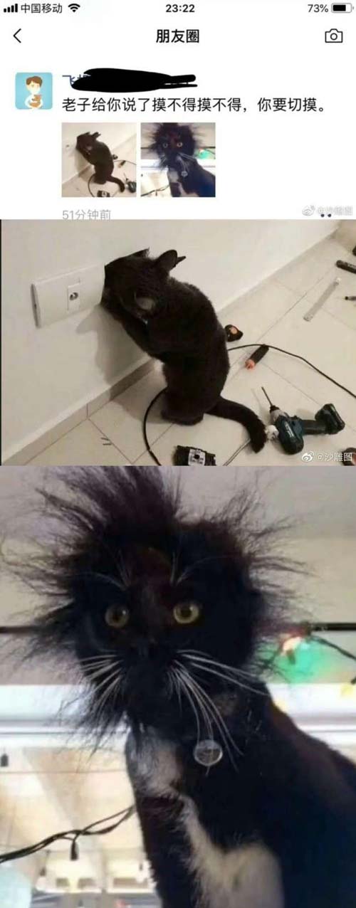 被电击后的喵咪,瞬间就炸毛了动物gif搞笑图片