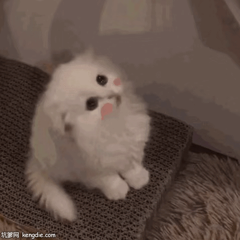 一只红脸蛋的波斯小猫咪可爱gif动态图片动物gif搞笑图片