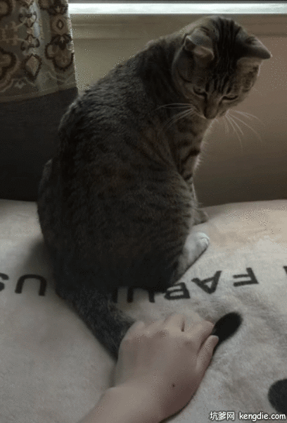 埃及猫被摸尾巴生气gif动态图片动物gif搞笑图片