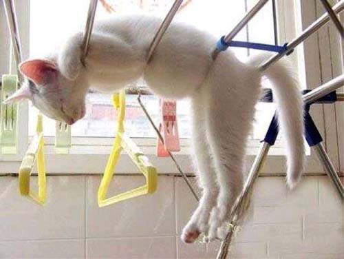 喵咪真会找地方睡觉动物gif搞笑图片