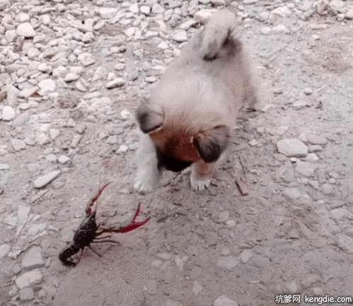 长毛狗与小龙虾决斗gif动态图片动物gif搞笑图片