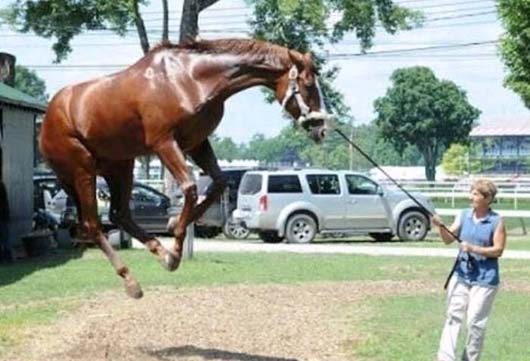 马儿累了，不想跟主人走啦动物gif搞笑图片