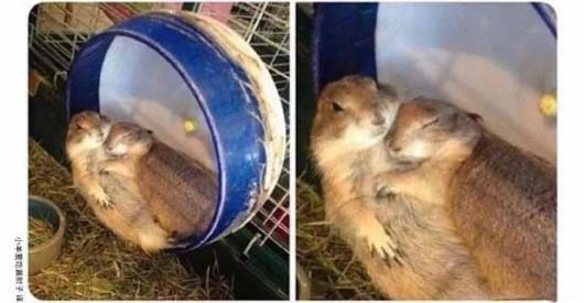 萌萌哒的两只松鼠......动物gif搞笑图片