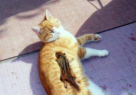 跨越种族的友谊,真是令人羡慕啊动物gif搞笑图片