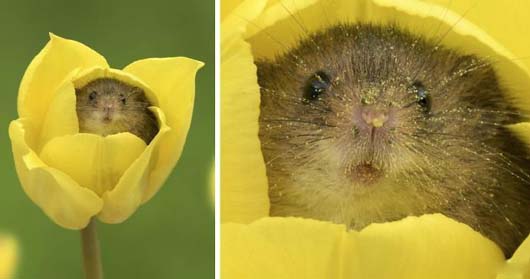 从花朵里探出小脑袋的仓鼠简直可爱极了动物gif搞笑图片