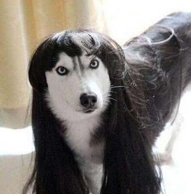 这绝对是一只母狗,看着还挺风情万种动物gif搞笑图片