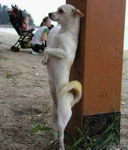 这是被罚站了吧,估计干坏事了吧动物gif搞笑图片