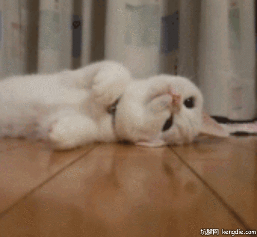 英短猫咪躺在地板上睡觉gif动态图片动物gif搞笑图片