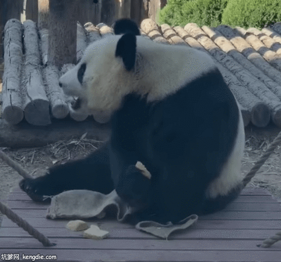 可爱的大熊猫思缘吃零食gif动态图片动物gif搞笑图片
