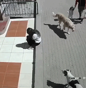 这突如其来的温暖可以吗 狗狗撒尿搞笑图片动物gif搞笑图片