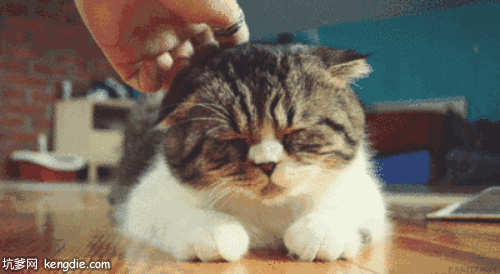 给曼岛猫咪按摩gif动态图片动物gif搞笑图片