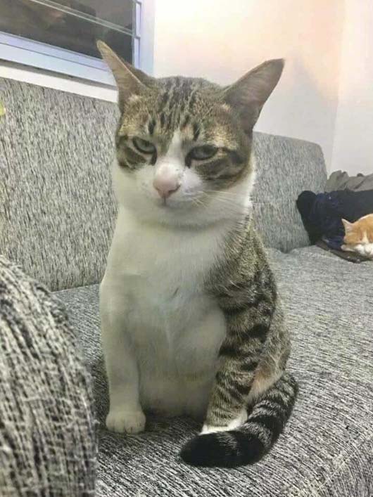 瞧瞧喵星人这充满幽怨的眼神动物gif搞笑图片