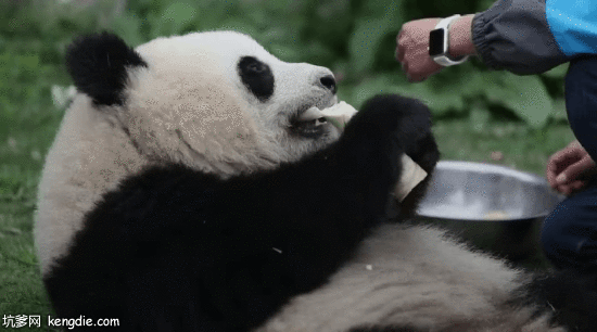 饲养员喂大熊猫三星食物gif动态图片动物gif搞笑图片