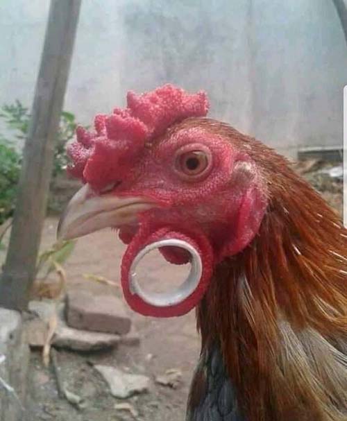 这是什么最新潮流,对此表示难以理解动物gif搞笑图片