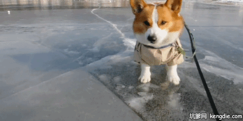 柯基小狗被绳子拴在冰上gif动态图片动物gif搞笑图片