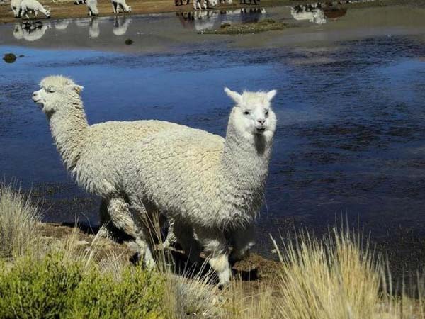 第一眼有没有看错的呢动物gif搞笑图片