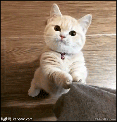 可爱的折耳猫拽裤脚gif动态图片动物gif搞笑图片