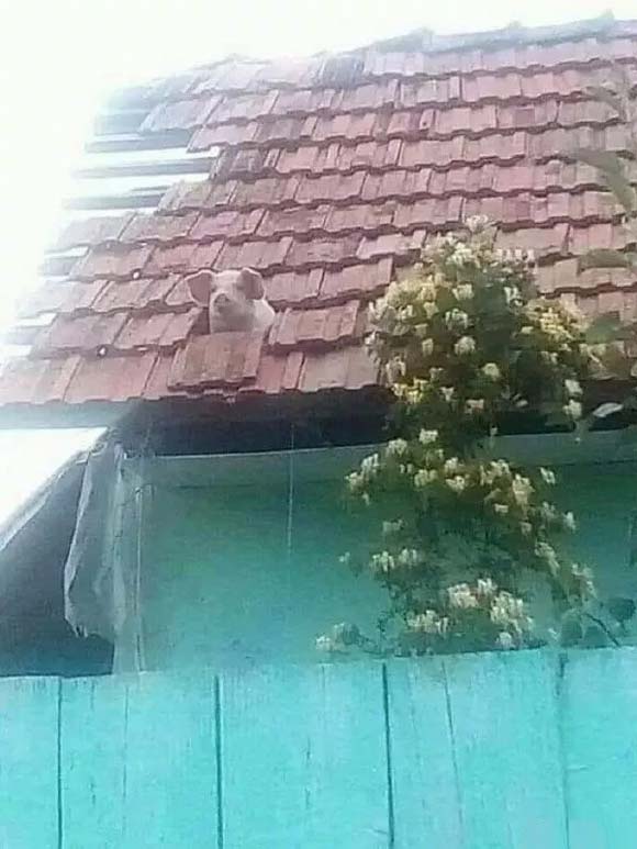 猪猪也想出来透透气动物gif搞笑图片