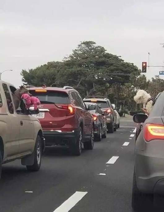 外面的风景真不错,让本汪好好看一看动物gif搞笑图片