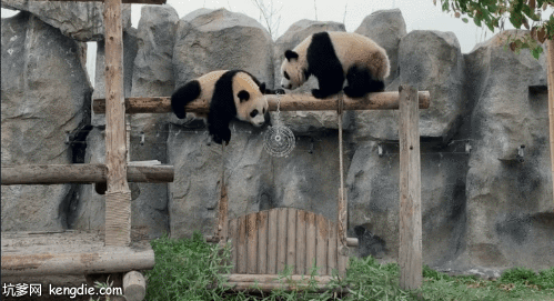 肥嘟嘟大熊猫爬到木桩上玩耍gif动态图片动物gif搞笑图片
