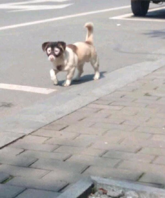 一只敷过面膜的小狗狗动物gif搞笑图片