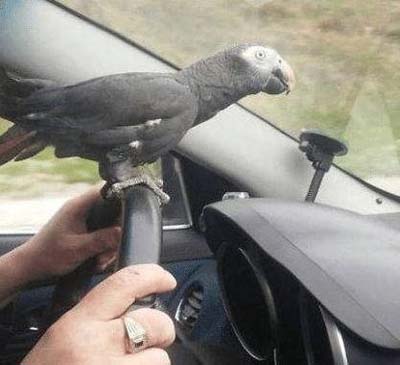开个车都不让人放心,还得本鹦鹉亲自指挥动物gif搞笑图片