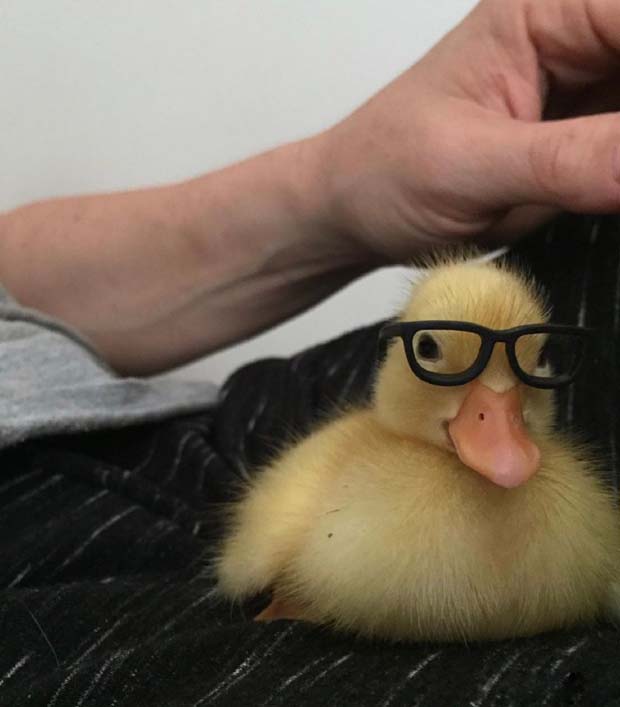 这是一只学术渊博满腹经纶的小鸭子动物gif搞笑图片