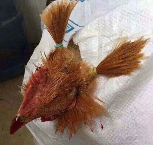 这鸡的发型有点酷,一般人欣赏不来动物gif搞笑图片