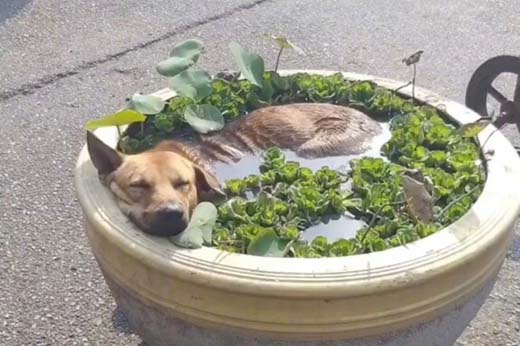 天气真是太热了,狗子都快热晕了动物gif搞笑图片