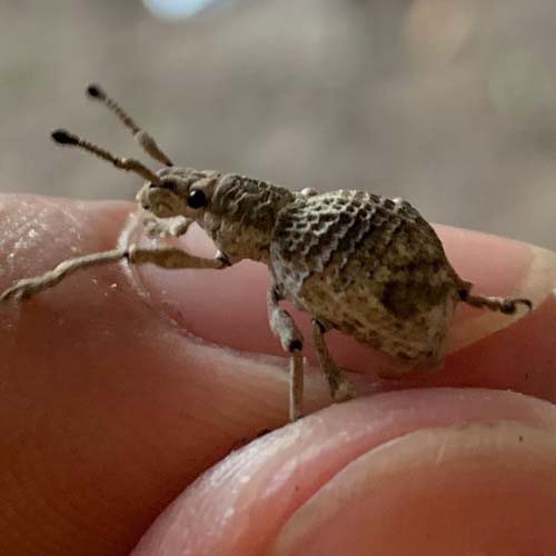 外形酷似花生的不知名昆虫图片动物gif搞笑图片