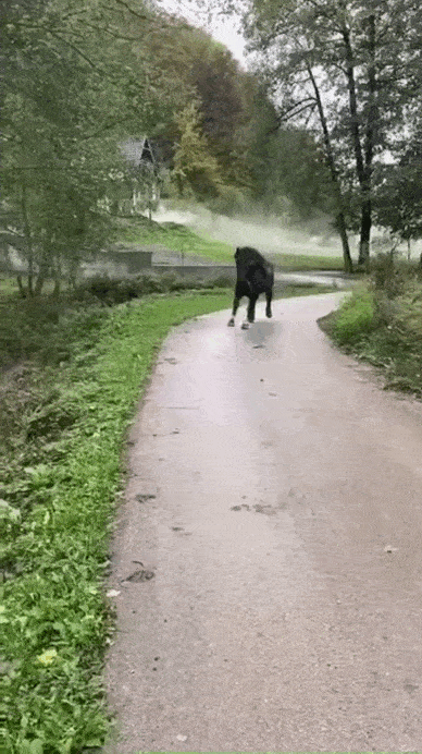 多少带点哈士奇血统动物gif搞笑图片