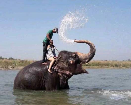 大象喷水精彩瞬间动物gif搞笑图片