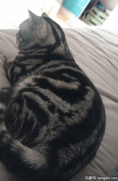 用手拍打美国短毛猫搞笑gif动态图片动物gif搞笑图片