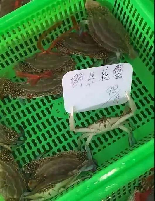 原来螃蟹还可以这样用,又学到一招了动物gif搞笑图片