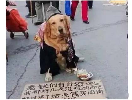 为生活而乞讨的流浪狗能有多卑微动物gif搞笑图片