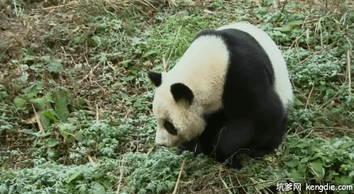 大熊猫美奂在菜地上找食物gif动态图片动物gif搞笑图片