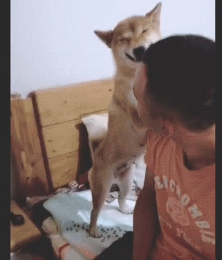 一犯错它就对我笑 猫咪人里人气搞笑动态图动物gif搞笑图片