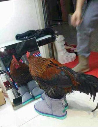 公鸡照镜子 俺漂亮吧动物gif搞笑图片