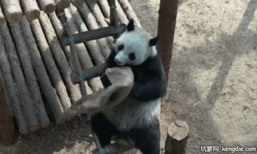 可爱的大熊猫黎黎拿毛巾盖住头gif动态图片动物gif搞笑图片