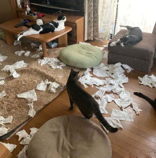 这就是喵星人干的好事,铲屎官看到会气死动物gif搞笑图片