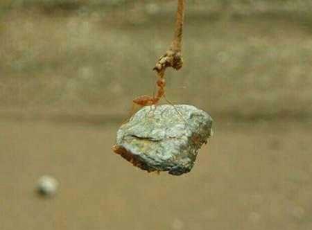 小小的身体大大的能量,简直太神奇了动物gif搞笑图片