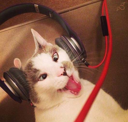 听音乐的喵咪表情好销魂动物gif搞笑图片
