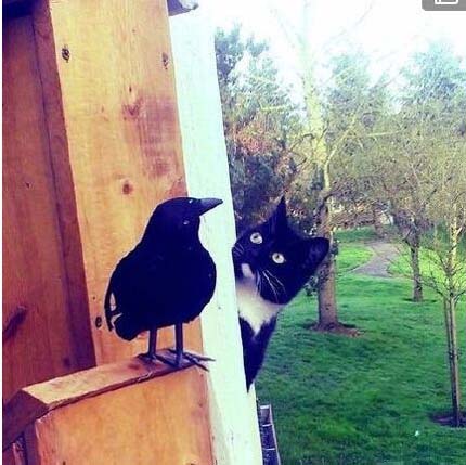 突如其来的对视,难道是心动的感觉动物gif搞笑图片