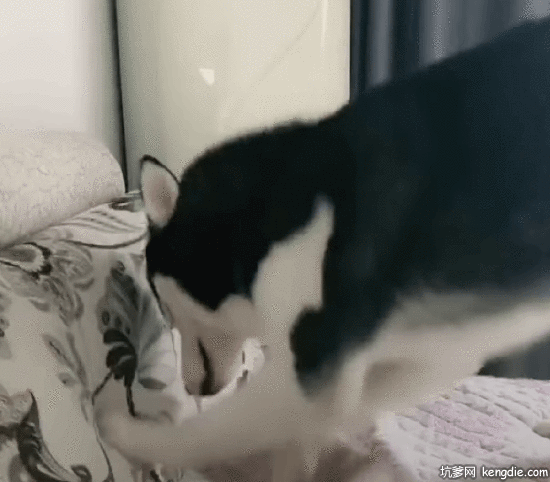 淘气的哈士奇狗撕沙发gif动态图片动物gif搞笑图片