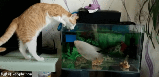 山东狮子猫在鱼缸里喝水gif动态图片动物gif搞笑图片
