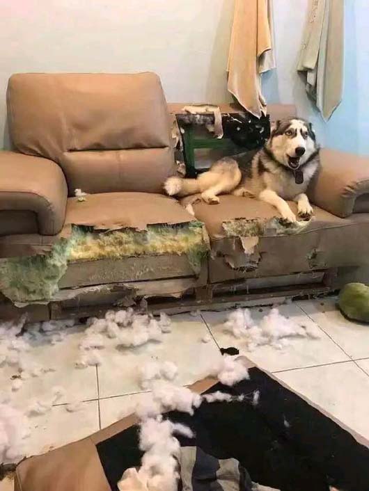 在家很无聊的二哈,这是要上天的节奏动物gif搞笑图片