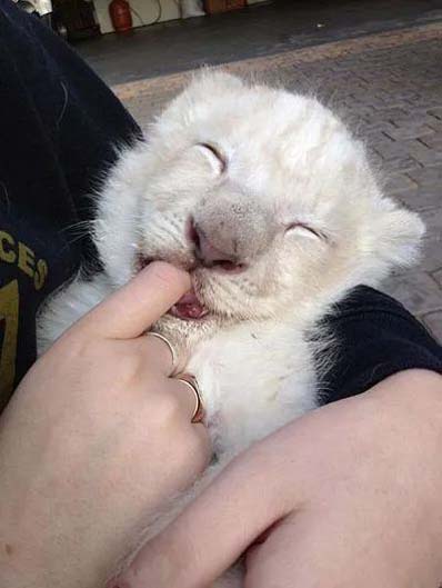 简直太萌了吧,谁不想拥有这样的小可爱呢动物gif搞笑图片