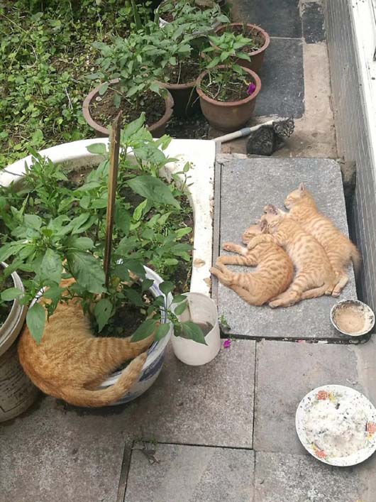 几只喵的日常生活动物gif搞笑图片