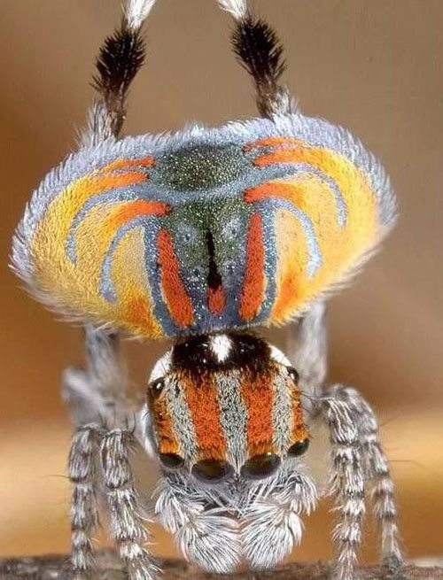 神奇的动物世界小昆虫图片大全动物gif搞笑图片