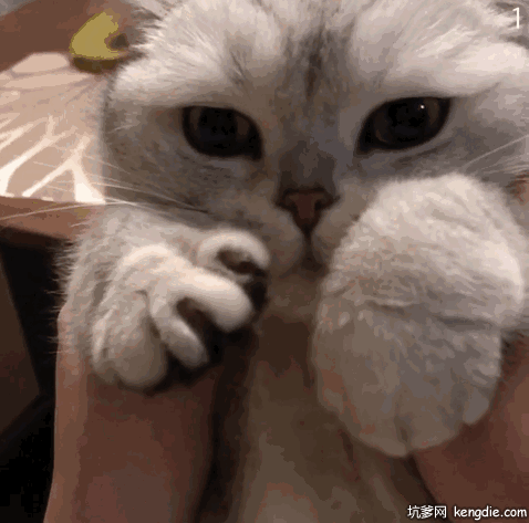 一直晃着爪子的英短猫咪gif动态图片动物gif搞笑图片